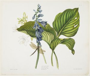 Common Hostas és English Dragonfly (színes akvatinta és rézkarc kézi színezéssel papíron)