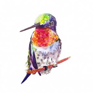 Rubintorkú kolibri, 2021 (akvarell, papír)