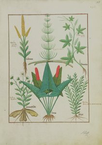 Ms Fr. Fv VI #1 fol.125r Felső sor: Kukorica, Equisetum és Labruscae flos. Alsó sorban: Százszorszép, Jarus és majoránna, illusztráció a Gyógyszerek egyszerű könyvéből, Mattheaus Platearius (u. e. 1161) 1470 körül alkotó: Robinet Testard