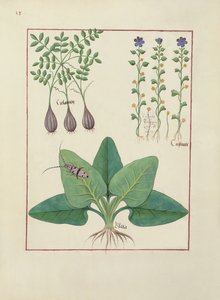 Ms Fr. Fv VI #1 fol. Illusztráció Mattheaus Platearius egyszerű gyógyszerek könyvéből (u. e. 1161) 1470 körül alkotó: Robinet Testard
