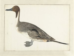 Drake Pintail alkotó: Rochus van Veen