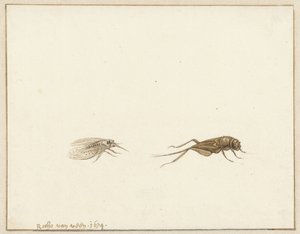 Két rovar alkotó: Rochus van Veen