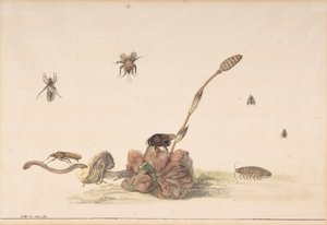 Különféle rovarok egy gomba által, 1681. alkotó: Rochus van Veen