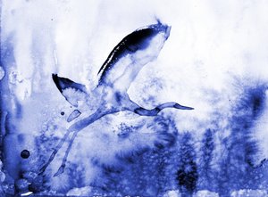 Kecses kék gém alkotó: RodMacIver