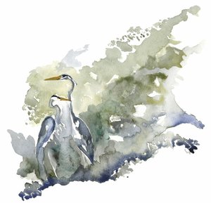 Két gém a csendes tónál alkotó: RodMacIver