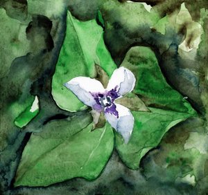 Virágzó fehér trillium alkotó: RodMacIver