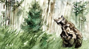 Vadon élő erdei medve alkotó: RodMacIver