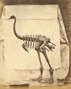 Dinornis Elephantopus Dinosaur alkotó: Roger Fenton