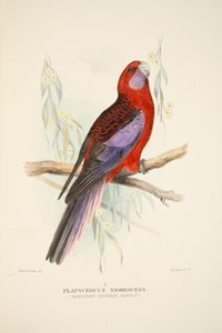 Northern Crimson Parrot, pub. 1916-os kézzel színezett metszet. alkotó: Roland Green