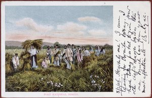 Román parasztok aratását ábrázoló képeslap, 1906