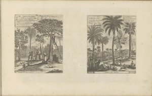 Landschappen mangobomen-t, kokos-en palmbomen-t tesz Jáva szigetének gyümölcsei stb. / India fái (cím a tárgyon) Kelet- és Nyugat-India és más helyek (sorozat címe) alkotó: Romeyn de Hooghe