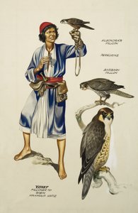 Yusef, Falconer Mahmoud Hafiz sejknek (gouache, papír)