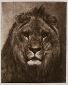 Oroszlán alkotó: Rosa Bonheur