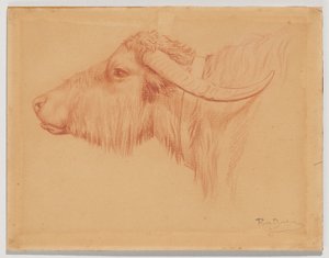 Vízibivaly alkotó: Rosa Bonheur