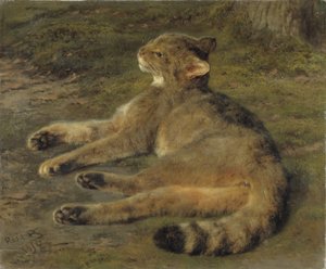 Vadmacska, 1850