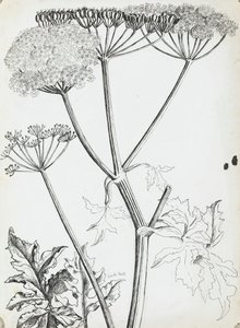 Tehénpetrezselyem