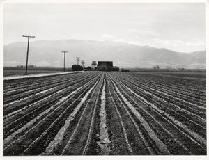 Young Lettuce, Salinas, California alkotó: Russell Lee