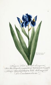 Iris Germanica, 1797-1803 alkotó: Russian School