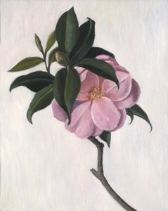 Kamélia, 1998
