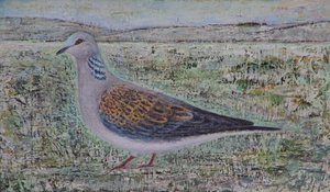 Turtle Dove alkotó: Ruth Addinall