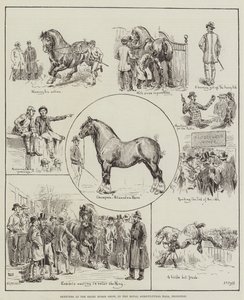 Vázlatok a Shire Horse Show-n, a Royal Agricultural Hallban, Islingtonban