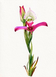 Rózsaszín orchidea virág