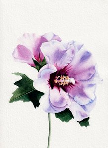 Lila hibiszkusz virágzik