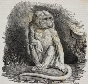 Albínó majom a Jardin des Plantes-ban, Párizs botanikus kertjében, Franciaország, Salvatore Puglia litográfiája a Poliorama Pittoresco-ból, január 14. 23.
