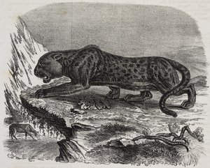 Fekete Párduc a Jardin des Plantes-ban, Párizs botanikus kertjében, Franciaország, Salvatore Puglia litográfiája a Poliorama Pittorescoból, n. 26, február 4.