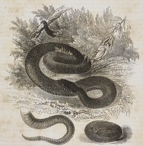 A közönséges vipera fekete változata, farka és kis vipera, mint az anyaméhben, Salvatore Puglia litográfiája a Poliorama Pittoresco-tól, február 8., 27.