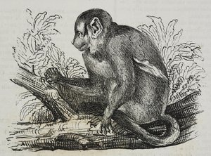 Éjszakai majom douroucoulis (Aotus trivirgatus), Salvatore Puglia litográfiája, Poliorama Pittoresco, 46. szám, június 25. alkotó: Salvatore Puglia