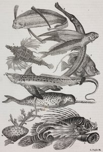 Óceáni lények: 1 Dattiloftera, 2 Syngnathus, 3 Pegasus, 4 Trachypterus, 5 Chaetodon, 6 Nyúlhal, 7 Unikornis (narvál), 8 Repülő Pteroid, 9 Attinia