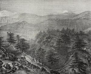 Kilátás a Libanon-hegyre híres cédrusaival, Libanon, Salvatore Puglia litográfiája a Poliorama Pittorescoból, n 10, október 15. alkotó: Salvatore Puglia