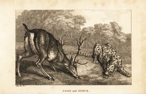 Találkozás egy szarvas (Cervus elaphus) és egy hópárduc (Panthera uncia) között