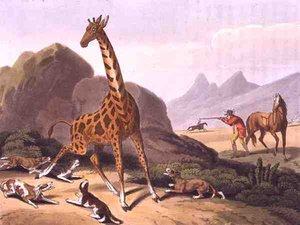 Hunting the Camelopard, metszett Matthew Dubourg (fl.1785-1820), kiadó: Edward Orme
