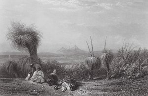 Ausztrália: Grass Tree Plains (metszet)