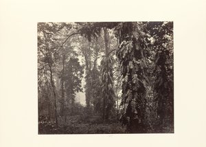 Darjeeling; Kúszómászók a Ging alatti erdőben alkotó: Samuel Bourne