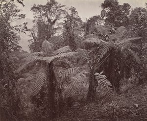 Darjeeling, páfrányok csoportja Lebongban alkotó: Samuel Bourne