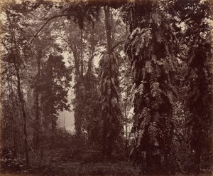 Darjeeling, India alkotó: Samuel Bourne