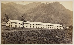 Selim Tea Estate, Darjeeling, az új gyár, alsó részleg,  a "Views of Darjeeling"-ből,  1860-80    (f/w fotó) alkotó: Samuel Bourne