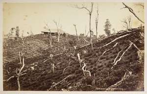 A Selim Tea Estate, Darjeeling,  a "Views of Darjeeling"-ből,  1860-1880,  (f/w fotó) alkotó: Samuel Bourne