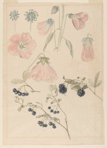 Botanikai részlettanulmányok: Hollyhocks, Blueberry és Blackberry alkotó: Samuel Colman