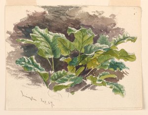 Botanikai tanulmány alkotó: Samuel Colman