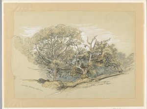 Rajz, Oak Wood, Montauk, New York, 1880. szeptember 8. alkotó: Samuel Colman
