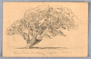 Rajz, tanulmányok. Fák, Santa Barbara, Kalifornia, 1888 alkotó: Samuel Colman