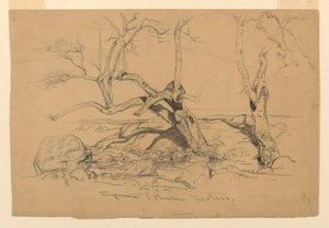 Rajz, tanulmányok. Fák, Santa Barbara, Kalifornia, 1888. február 3. alkotó: Samuel Colman