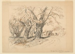 Rajz, tanulmány a Montezuma ciprusfái, Chapultepec park, Mexikó, A Montezuma ciprusfákhoz alkotó: Samuel Colman