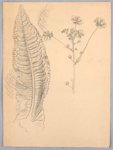 Levéltanulmányok alkotó: Samuel Colman