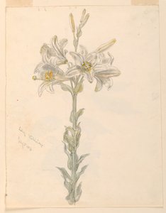 Lily, Stockbridge alkotó: Samuel Colman