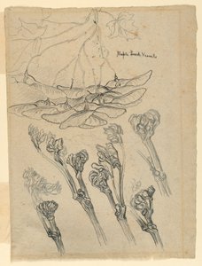 Juharmag edények alkotó: Samuel Colman